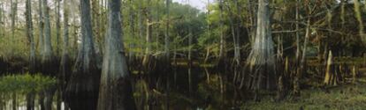 Interior de los manglares del parque nacional de Everglades en Florida (EE UU).
