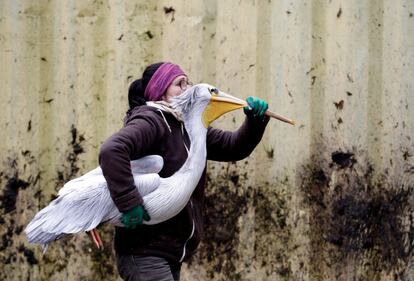 Un cuidador del zoológico lleva un pelícano para trasladarlo a su recinto de invierno en el zoológico en la localidad de Dvur Kralove nad Labem (República Checa), este martes 5 de noviembre.