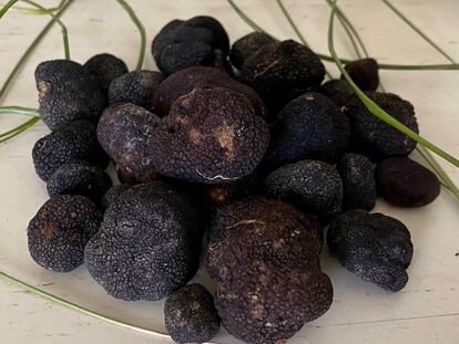 Trufas 'picoa juniperi'.