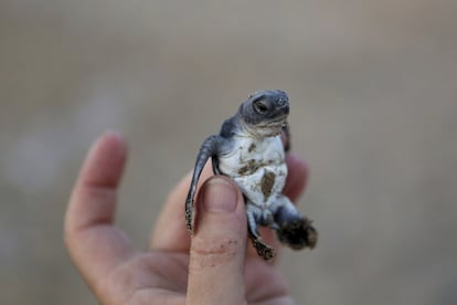 Un conservacionista sujeta una pequeña tortuga de mar recién nacida en la playa de Lara en Chipre. 