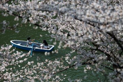 Atrae a numerosos turistas pero también a los japoneses que se reúnen en los parques para comer debajo de los árboles. En la imagen, dos personas navegan por el foso Chidorigafuchi de Tokio (Japón) junto a la floración de los cerezos, el 25 de marzo de 2018.