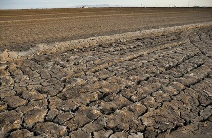 Es a partir de marzo a abril que los campos permanecen secos para poder ser trabajados y preparar la tierra para la siembra. En los últimos años sin embargo, cerca de la mitad de la zona de los arrozales de l´Albufera permanecen secos durante todo el invierno, a la vez que el secado de finales de invierno se produce de manera mucho más rápida .Según la organización Seo/BirdLife, que es una entidad conservacionista y científica dedicada al estudio y conservación de la biodiversidad y ligada especialmente al seguimiento de las aves acuáticas en este humedal , considerado el tercero más importante en la Península Ibérica, estos cambios afectan directamente a las aves que llegan en sus rutas migratorias en busca de alimento para recuperarse del esfuerzo y prepararse para la siguiente etapa.