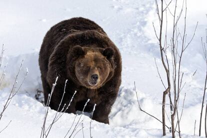 Oso pardo durante el invierno en Laponia