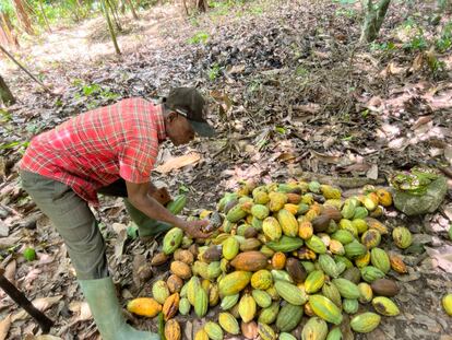 Un hombre recuenta frutos de cacao recolectados en su explotación en Adawso, en la región oriental de Ghana.