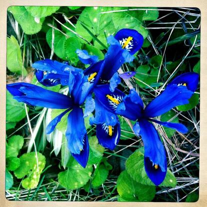 Lirio, 'Iris reticulata', planta bulbosa, la flor no supera los 10-15 centímetros, 20 de febrero.