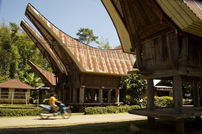 Sulawesi, la antigua Isla Célebes, es tan agreste y compleja como parece sobre el mapa. Su costa, con forma tentacular, tiene playas de arena, arrecifes de coral y una apabullante variedad de peces. El interior está sombreado por impenetrables montañas y junglas abarrotadas de fauna y flora, con especies tan raras como el nocturno tarsero espectral o el talegalo maleo, un colorido pavo. Explorar a fondo este complejo laberinto insular lleva a bucear en Pulau Bunaken y el parque nacional marino de Bunaken Manado Tua, o realizar la ruta legendaria que recorre la espina dorsal de Sulawesi, desde Macasar, la ciudad más importante, y su bullicioso puerto, hasta las serenas islas Togian, Manado, Bunaken y Tana Toraja (en la foto), punto final e imprescindible, por sus famosas ceremonias funerarias.