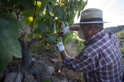 Un vendimiador corta racimos de uvas en el viñedo de la Bodega Algueira de la D.O. Ribeira Sacra de Lugo durante la temporada 2020, Carlos Castro / Europa Press