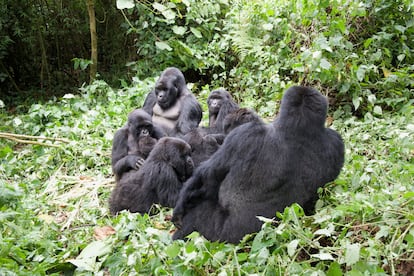 Los gorilas del Parque Nacional de los Volcanes, en Ruanda.