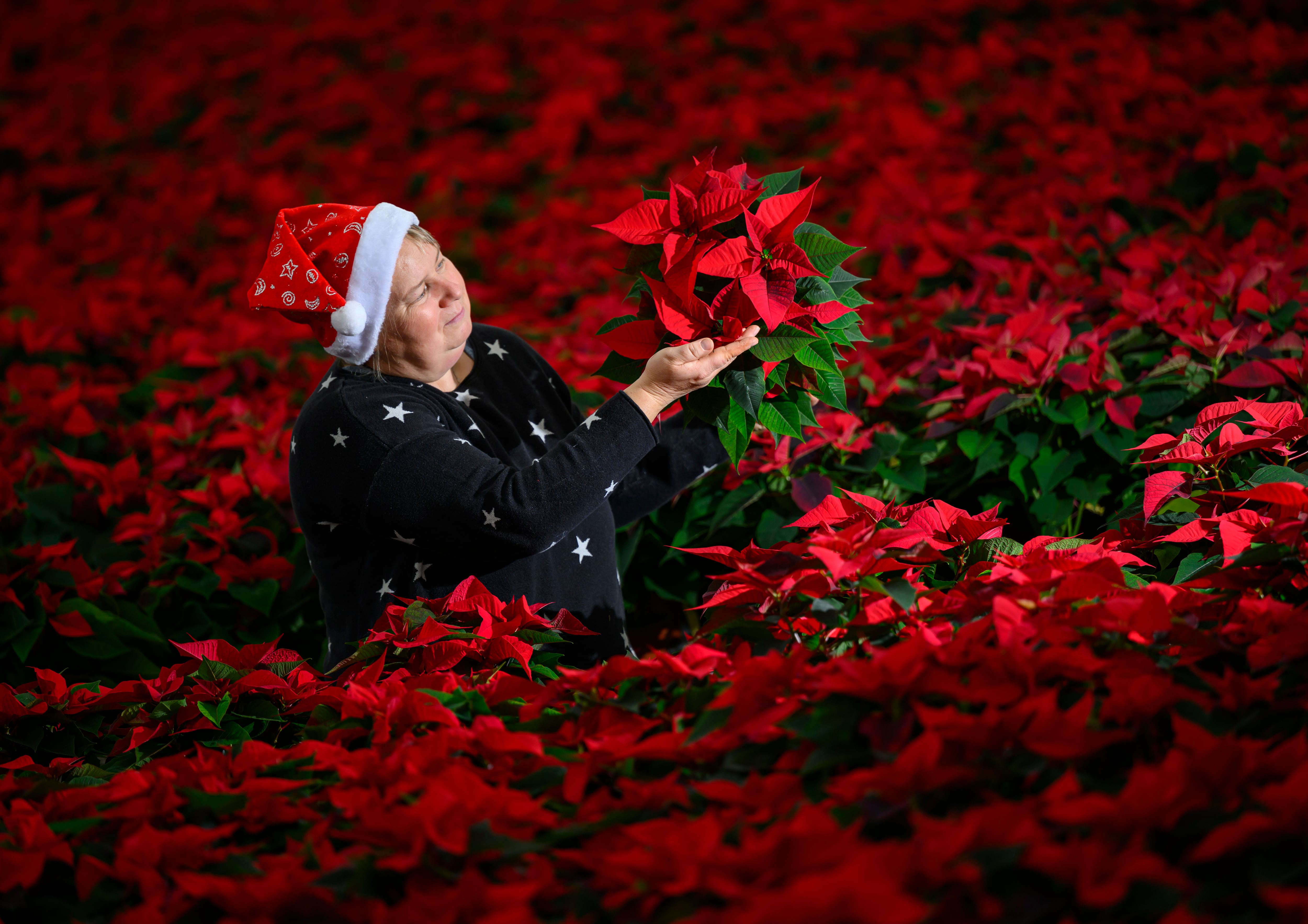 La sencilla regla para regar la flor de Pascua y que sobreviva a la Navidad