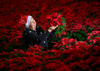 Flor de Pascua Navidad