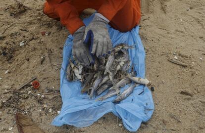 A local fisherman working for a company contracted by Samarco mine operator, clears dead fish found on the beach of Povoacao Village, near the mouth of Rio Doce (Doce River),  which was flooded with mud after a dam owned by Vale SA and BHP Billiton Ltd burst, at an area where the river joins the sea on the coast of Espirito Santo, Brazil, November 23, 2015. REUTERS/Ricardo Moraes