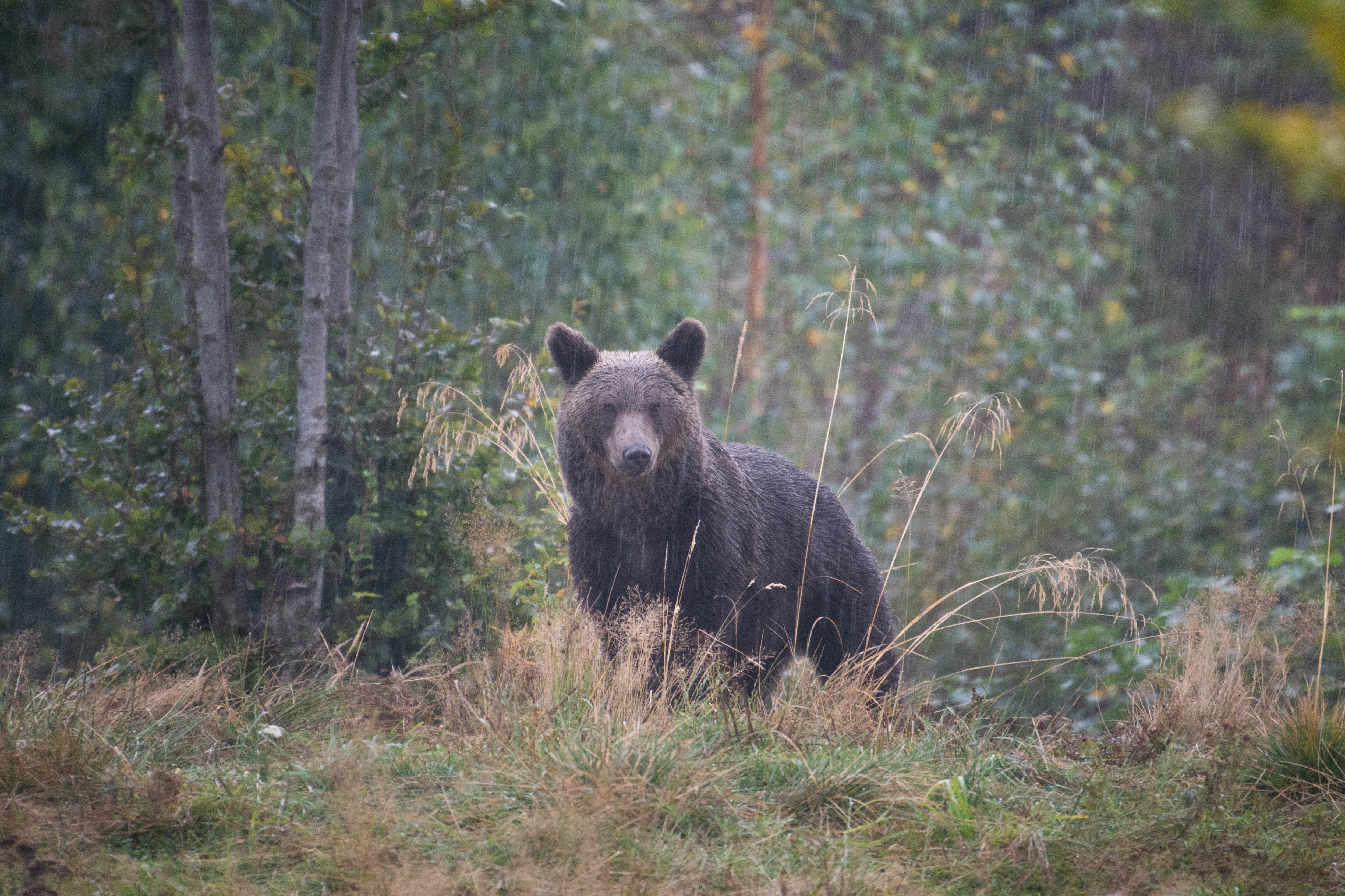 Se estima que en Rumania hay más de 5.000 osos pardos.