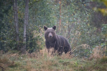It is estimated there are some 5,000 wild bears in Romania. 