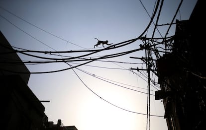 Un mono usa los cables eléctricos para cruzar una carretera muy transitada en Nueva Delhi (India).