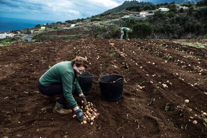 Agricultores en Barlovento, el sábado.