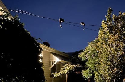 Dos falangeros de cola anillada, frente a una vivienda en la región de Melbourne (Australia).