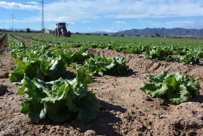 Un granjero conduce un tractor a través de una plantación de lechugas lista para ser recolectada en Pulpi, cerca de Almería, el 13 de febrero.