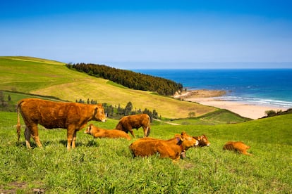Vacas pastando en un prado junto a la playa de Oyambre, en Cantabria.