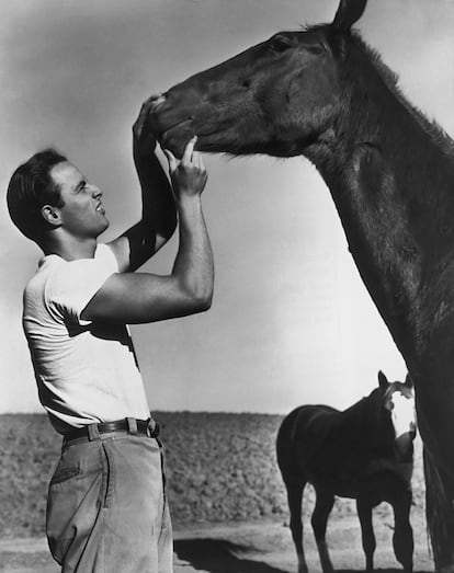 Marlon Brando con camiseta blanca y un caballo sin ella en 1950.