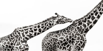 Fotografiar animales grandes aislados de su fondo puede resultar difícil. David Lloyd logró capturar a varias jirafas de la reserva nacional Masái Mara de Kenia contra un cielo encapotado y blanco. En esta imagen, captó el momento íntimo de una ejemplar acicalando a su compañero.