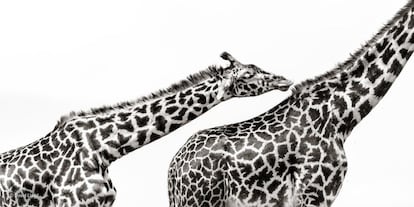 Fotografiar animales grandes aislados de su fondo puede resultar dif¨ªcil. David Lloyd logr¨® capturar a varias jirafas de la reserva nacional Mas¨¢i Mara de Kenia contra un cielo encapotado y blanco. En esta imagen, capt¨® el momento ¨ªntimo de una ejemplar acicalando a su compa?ero.