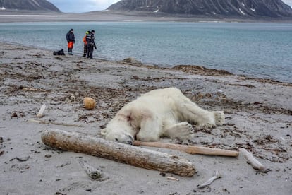 Un oso polar abatido tras atacar a un guía turístico en el archipiélago de Svalbard en 2018.