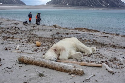 El oso polar abatido en el archipiélago de Svalbard, en Noruega.