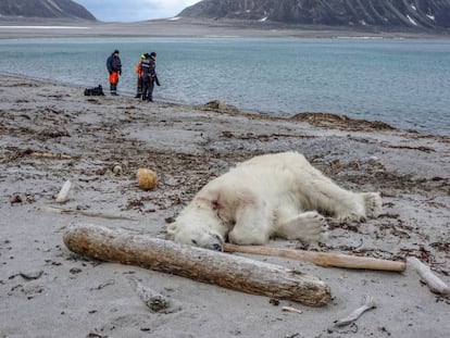 Un oso polar abatido tras atacar a un guía turístico en el archipiélago de Svalbard en 2018.