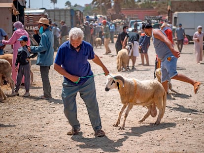 Compra de corderos el domingo 26 de julio en la ciudad costera de Sjirat (20 kilómetros al sur de Rabat), con motivo de la Fiesta del Sacrificio, que se celebró el 31 de julio.