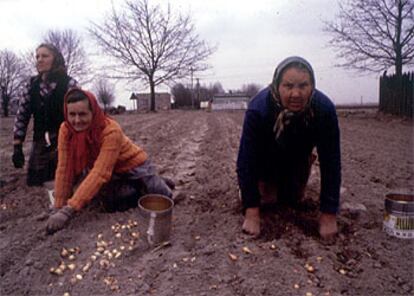 Agricultoras polacas plantan a mano cebollas en un campo próximo a la capital, Varsovia.