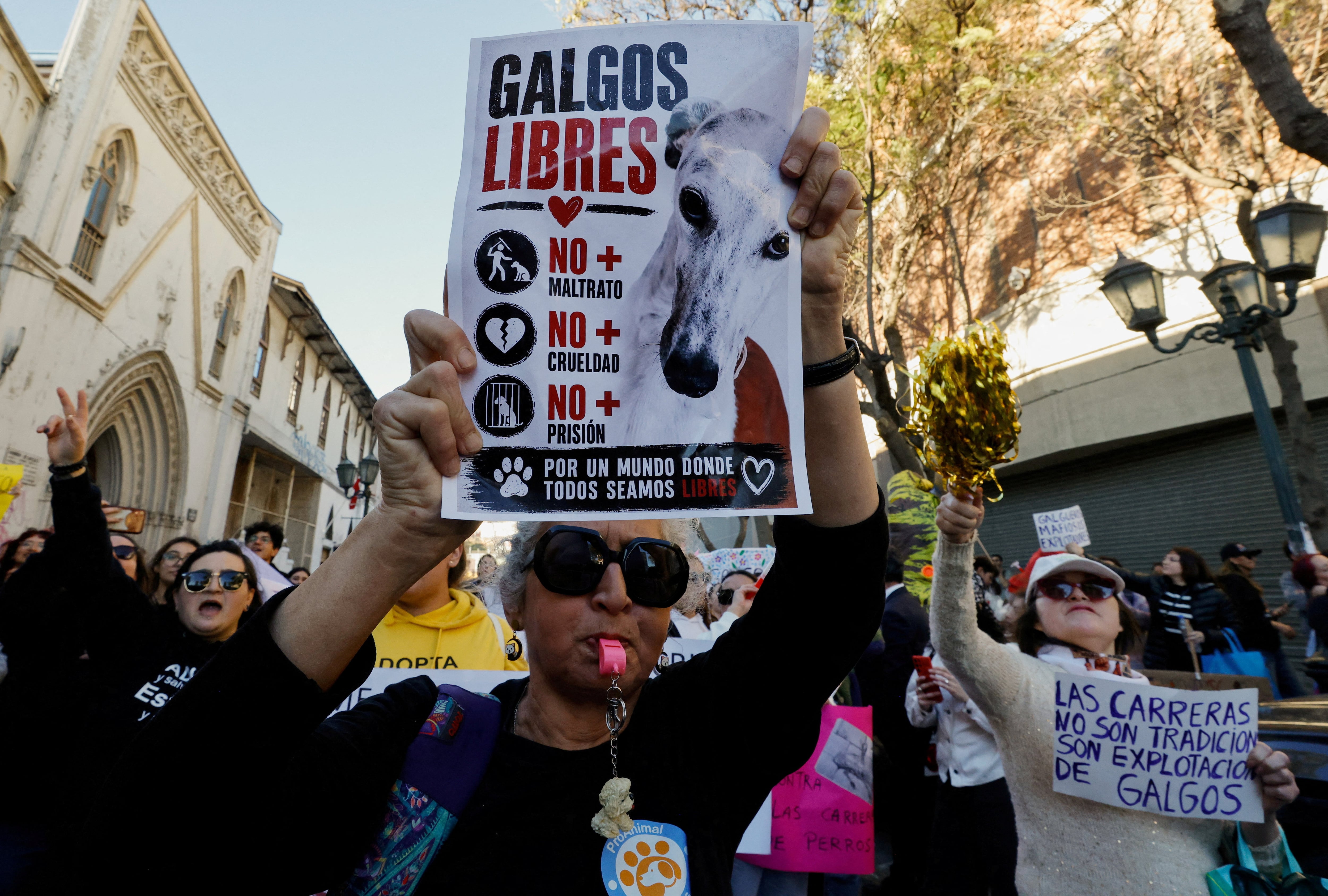 Un proyecto de ley que busca prohibir y sancionar las carreras de galgos en Chile avanza en la Cámara de Diputados