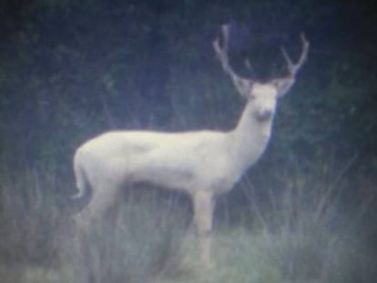 Una daina blanca als aiguamolls de l’Empordà.