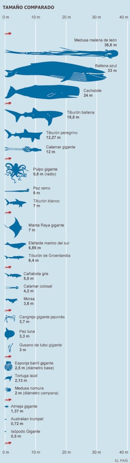 Clica en la imagen para ver la comparativa de los mayores animales marinos con el tamaño medio de un humano.