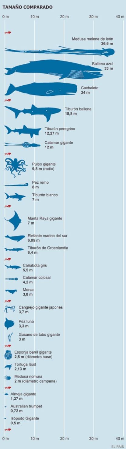 Clica en la imagen para ver la comparativa de los mayores animales marinos con el tamaño medio de un humano.