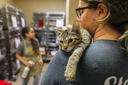 Una mujer sostiene a un gato rescatado en la zona de Houston tras el paso del huracán Harvey, en Atlanta, Georgia.