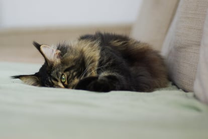 Pistas y consejos para saber si mi gato tiene problemas de salud mental