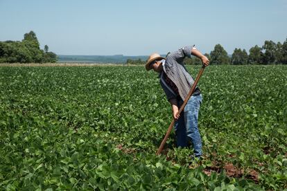 Un agricultor trabajando un campo de soja en Paraguay