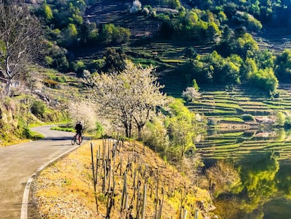 El turismo activo en la Ribeira Sacra ofrece más alternativas. Como travesías en kayak por el cañón del Sil desde sus principales embarcaderos: el ya citado de Santo Estevo y, hacia el este, los de Abeleda y Doade, situados casi uno frente al otro. Resulta interesante lanzarse a remar desde estos últimos porque, hacia el oeste, se alcanza la desembocadura del río Mao (cuyo curso incluso se puede remontar), y hacia el este, aunque ya no se vislumbran viñedos tapizando en las escarpaduras del cañón, la canoa se desliza por aguas totalmente en calma (los catamaranes no navegan este tramo) y, además, llegaremos paleando hasta el meandro de A Cubela, punto donde el Sil traza un vistoso zigzag fluvial. También hay muchas posibilidades en la zona para los amantes de la bici. El Centro BTT Ribeira Sacra ofrece información sobre rutas, servicios de alquiler y puntos de acogida de bicicletas para recorrer pedaleando estos maravillosos paisajes. Más información: <a href="https://www.turismo.gal/que-facer/centros-btt/centro-btt-ribeira-sacra?langId=es_ES" target="">turismo.gal</a>