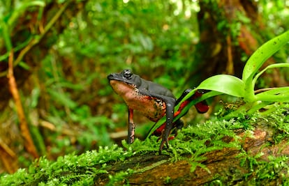 Esta rana arlequn (Atelopus seminiferus) est considerada en peligro de extincin por la Lista Roja de la UICN. El equipo de evaluacin rpida de Conservacin Internacional descubri poblaciones previamente desconocidas de esta importante especie en reas y elevaciones donde la rana no haba sido registrada antes.