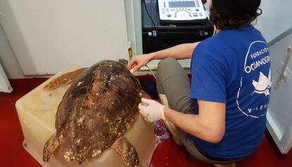 Una investigadora de la Fundación Oceanográfic atiende a una tortuga. 