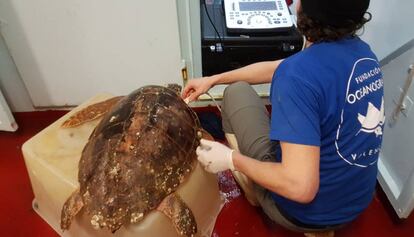 Una investigadora de la Fundación Oceanográfic atiende a una tortuga.