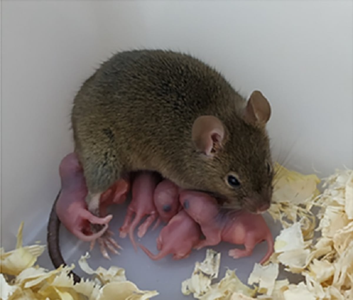 Gene editing: Female mouse gives birth without sex or sperm | Science | EL  PAÍS English