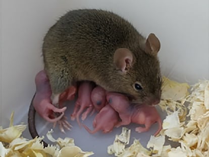 Imagen de la ratona nacida por reproducción asexual y sus crías.
