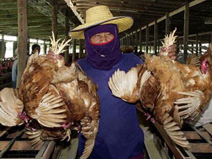 Una granjera lleva pollos a sacrificar en Song Pinong, Tailandia, para contener el contagio de la gripe aviar.
