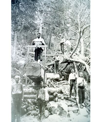 Una cuadrilla durante la corta de un árbol en la sierra de Cazorla (Jaén). Año 1943.