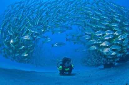 Durant tot l'any és possible practicar pesca o submarinisme en aigües cristal·lines.