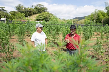 NO USAR: SOLO PARA LOS REPORTAJES DE CANNABIS MEDICINAL EN COLOMBIA QUE SE PUBLICARON DE LA BECA GABRIEL GARCÍA MÁRQUEZ ESCRITOS POR DANIELA DÍAZ.