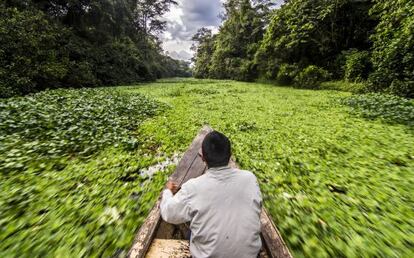 Un canoa cruza la vegetación en el río Yanayacu, en la Amazonia peruana.