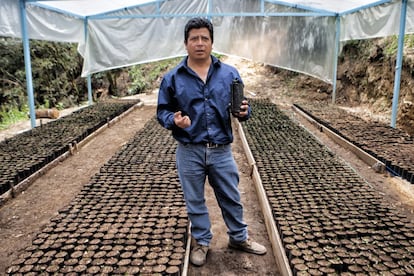 Los invernaderos permiten tener un cuidado sobre las siguientes siembras de árboles, que permiten contar con producción los 365 días del año, evitando las plagas. 