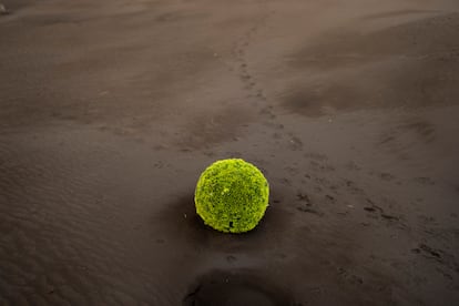 Parte de un arbusto emerge de entre las cenizas escupidas por el volcán de Cumbre Vieja, en La Palma, en una imagen del 1 de noviembre.